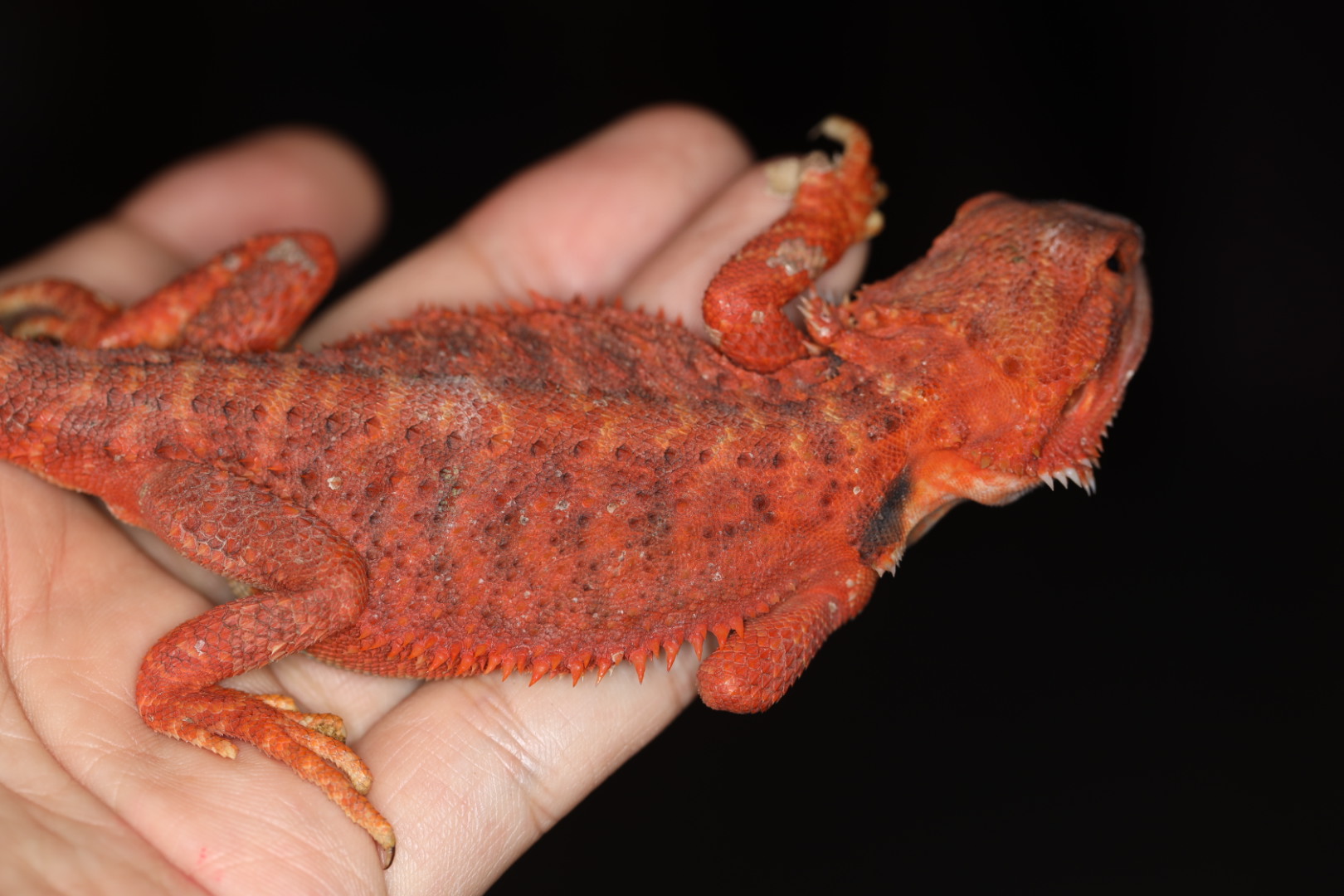 フトアゴヒゲトカゲ ダークレッドトランス