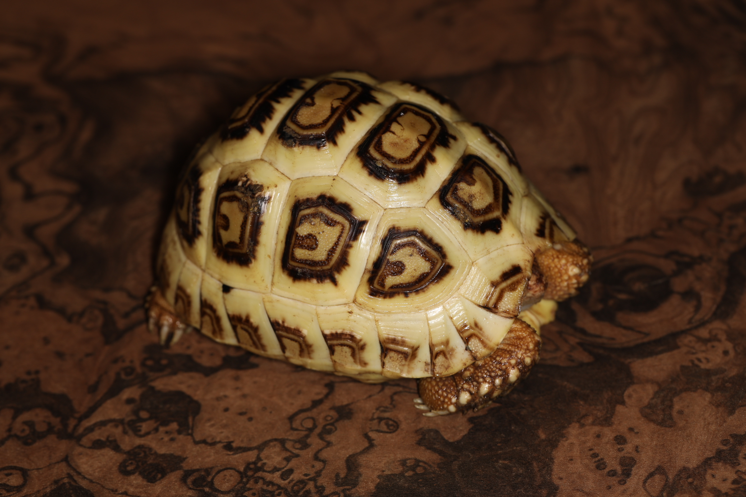 ソマリアヒョウモンリクガメ ホワイト