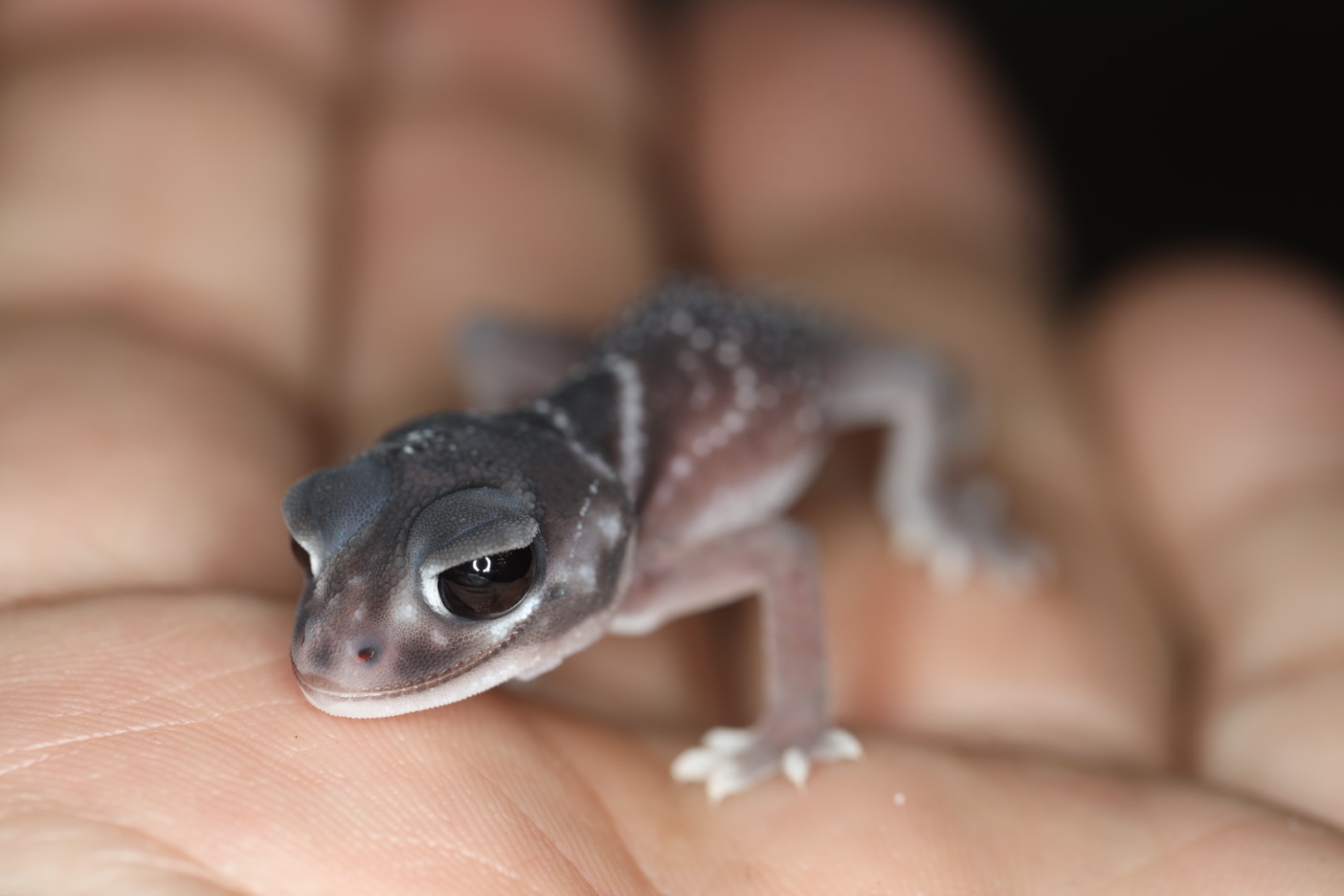 ナメハダタマオヤモリ