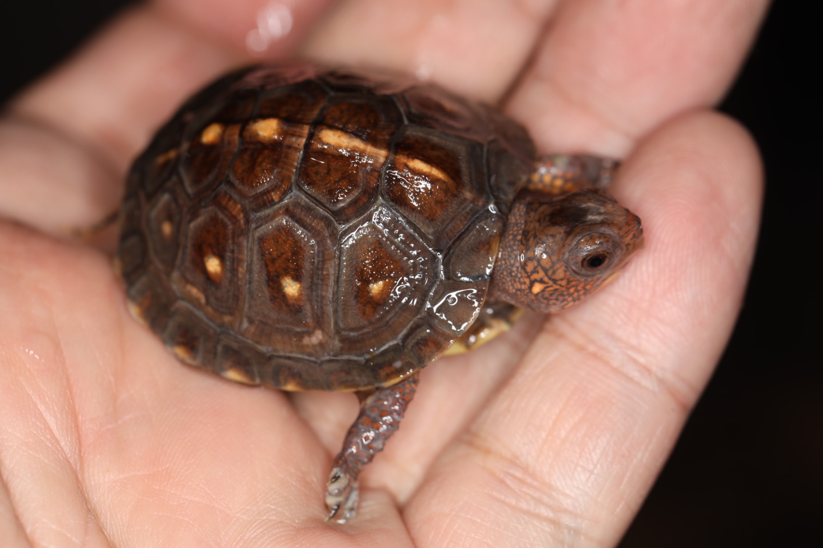 トウブハコガメ