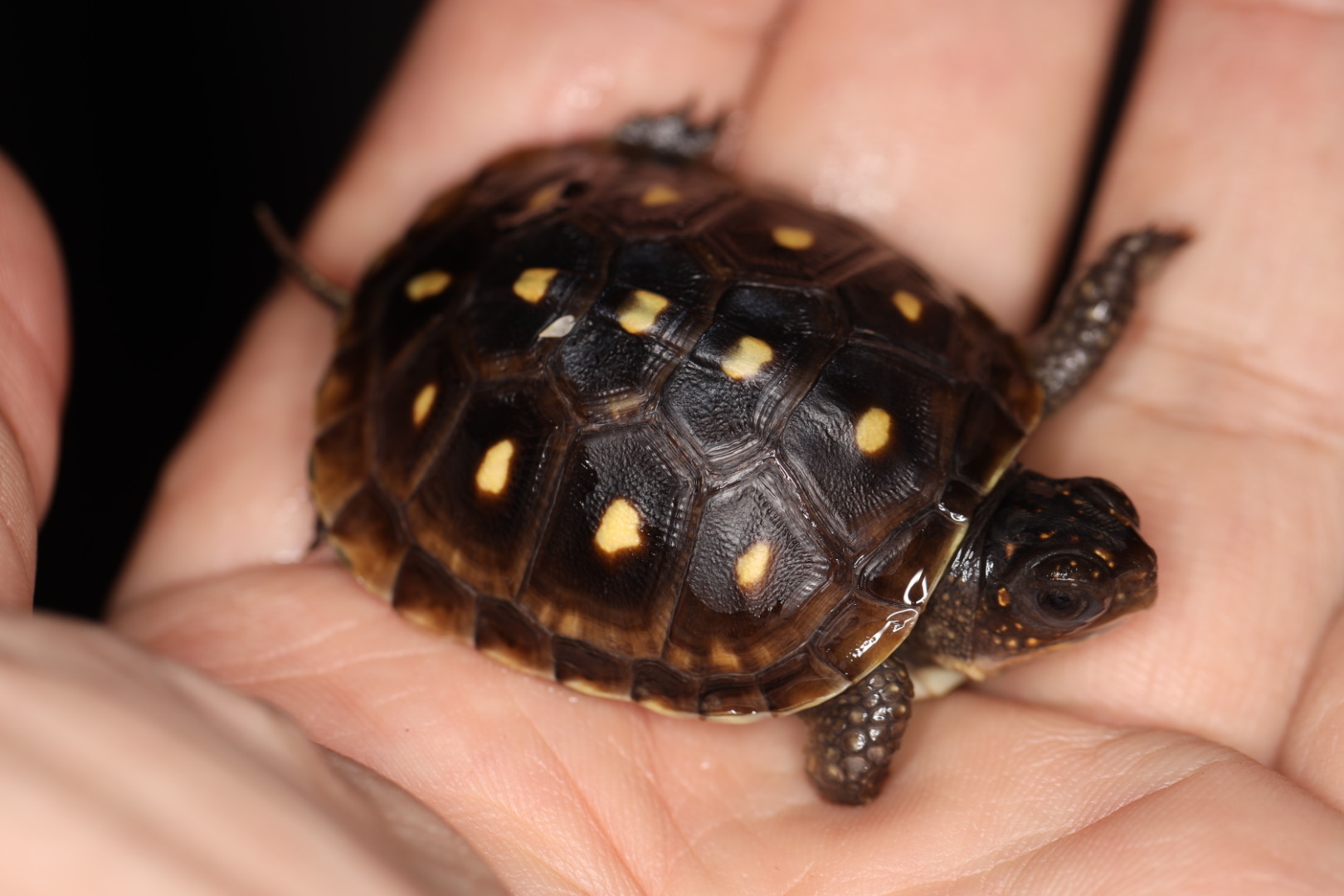 ミツユビハコガメ