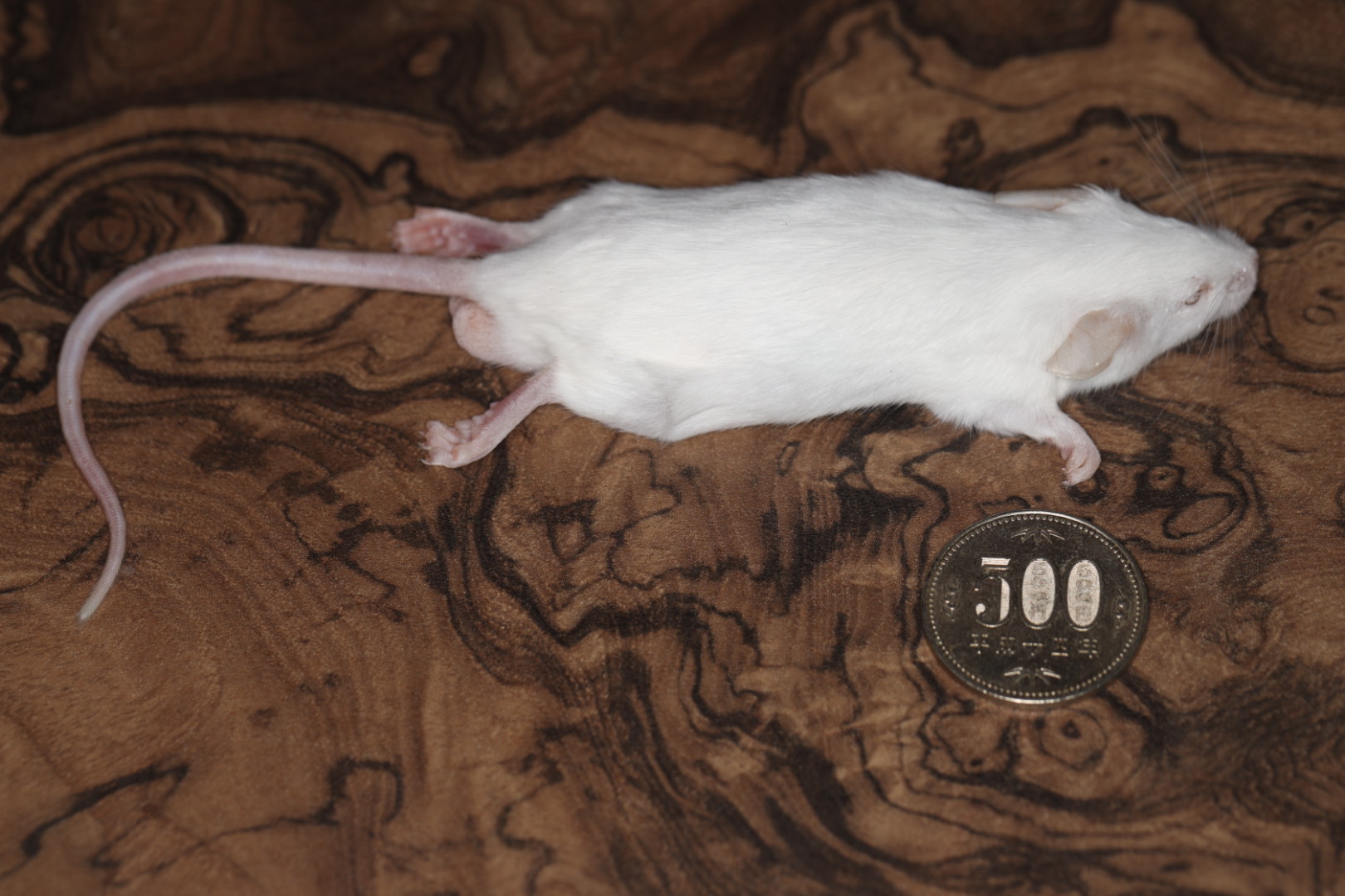 冷凍アダルトマウス Lサイズ 10匹入り