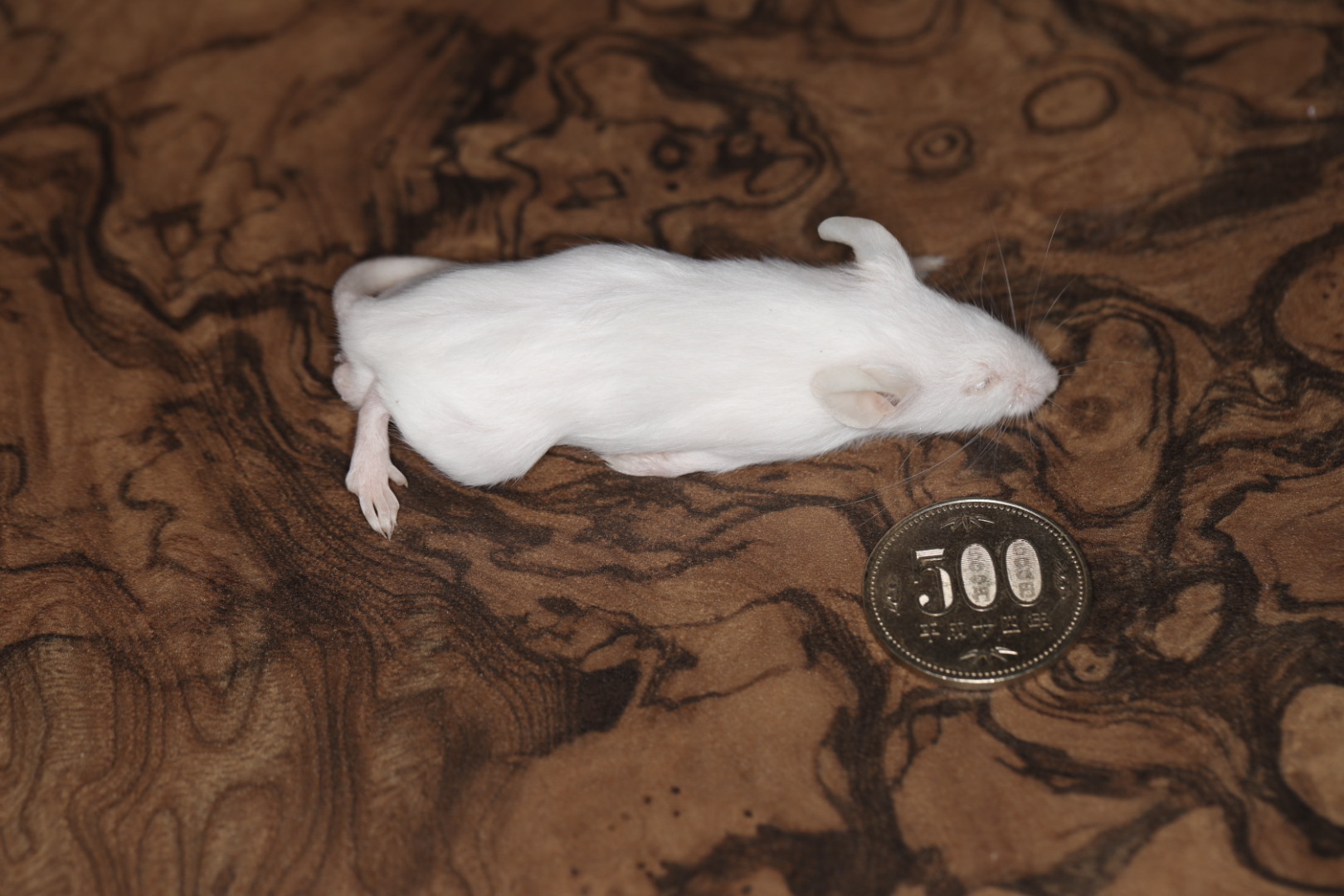 冷凍アダルトマウス Mサイズ 10匹入り