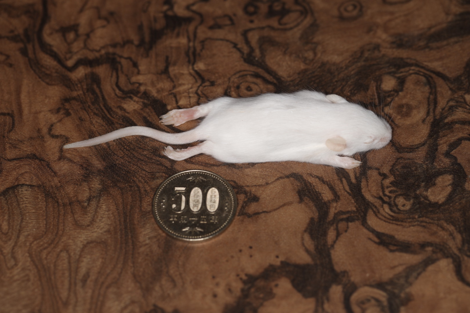 冷凍ホッパーマウス 10匹入り