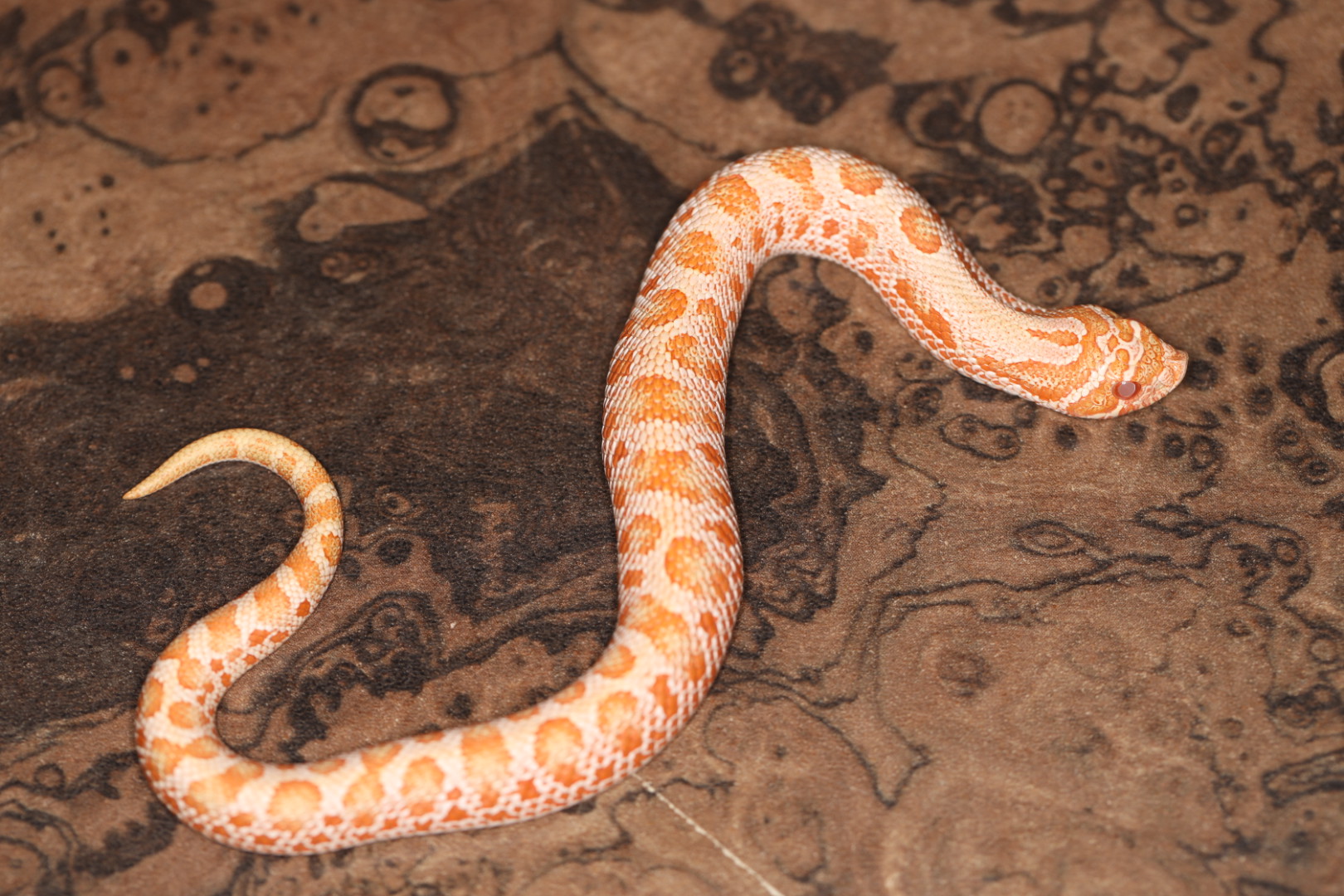 セイブシシバナヘビ アルビノコンダ