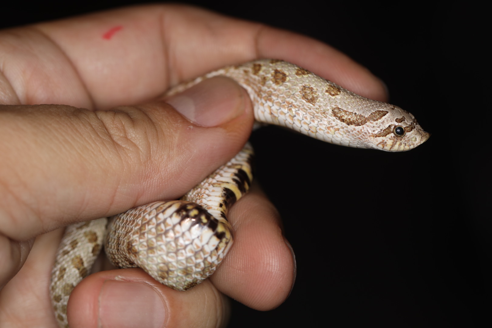 セイブシシバナヘビ グリーンハイポ