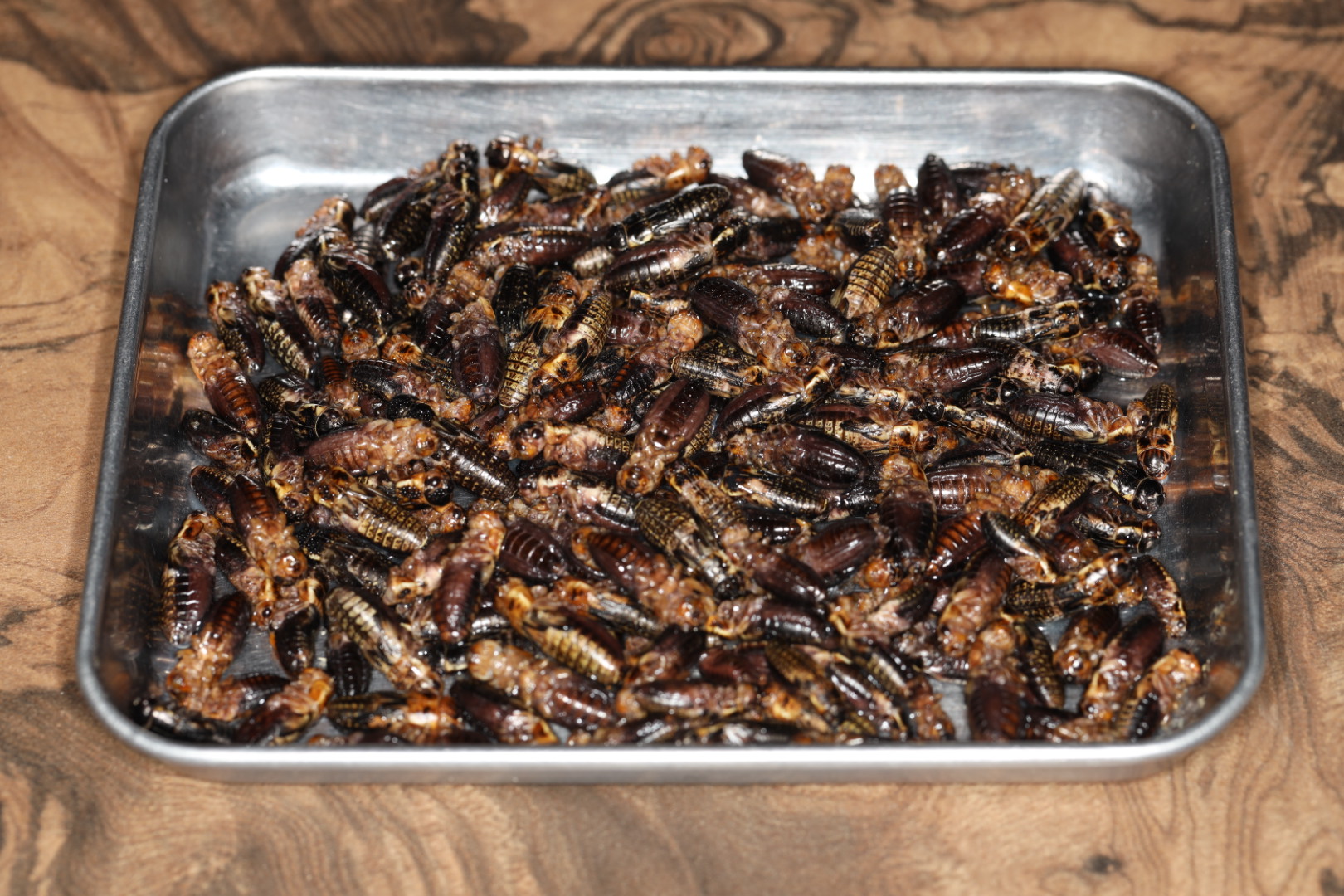 冷凍コオロギ フタホシML 徳用 1kg