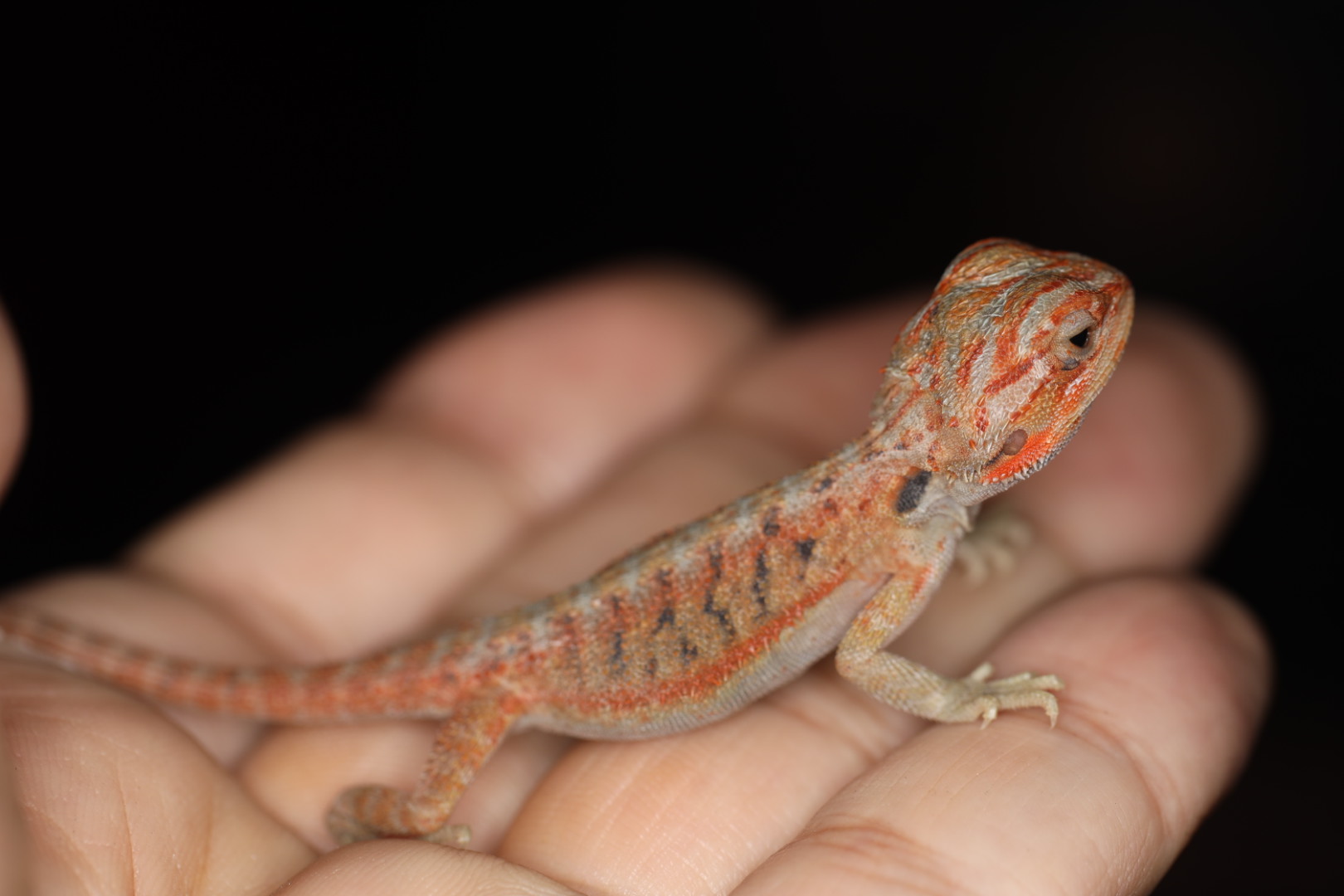 フトアゴヒゲトカゲ レッドハイポトランス