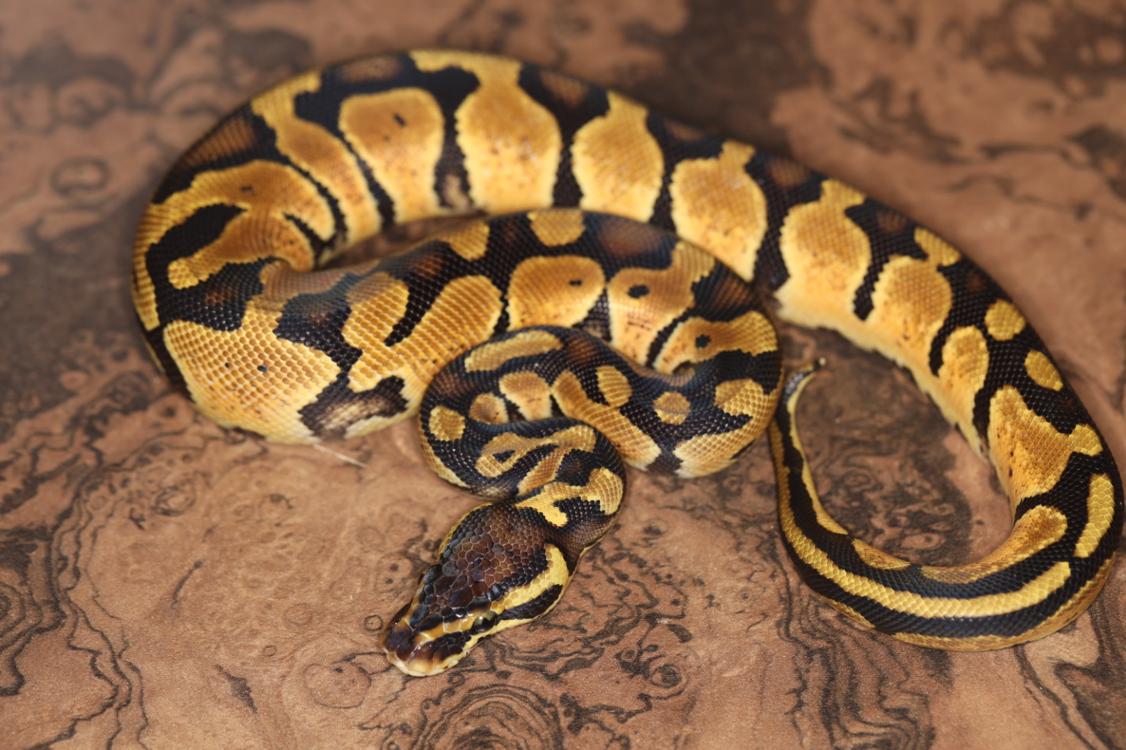 ボールパイソン パステル dhアルビノパイ