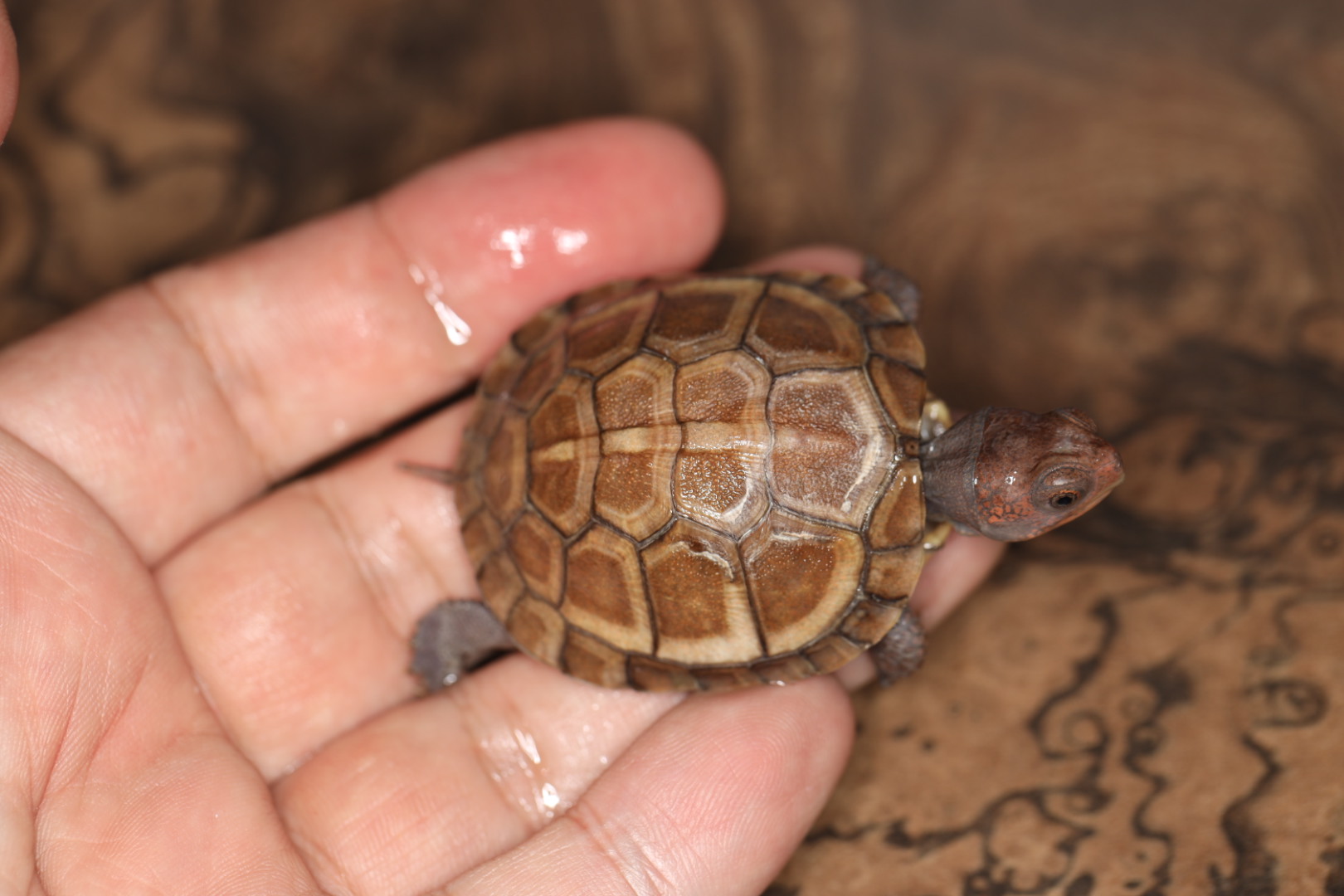 トウブハコガメ