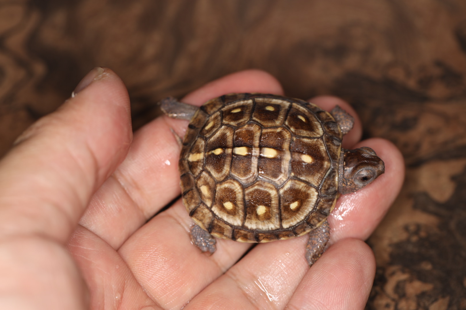 トウブハコガメ