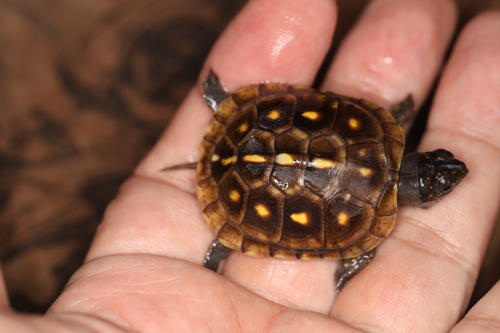 ミツユビハコガメ