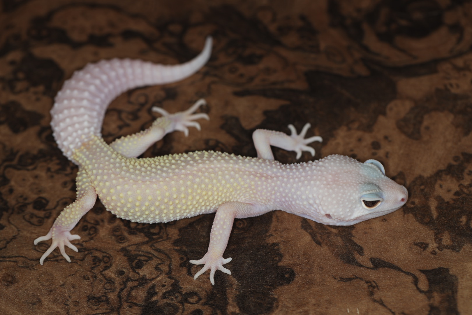 ヒョウモントカゲモドキ ブレイジングブリザード