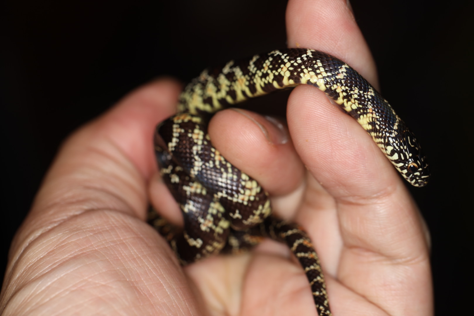 ブルックスキングスネーク