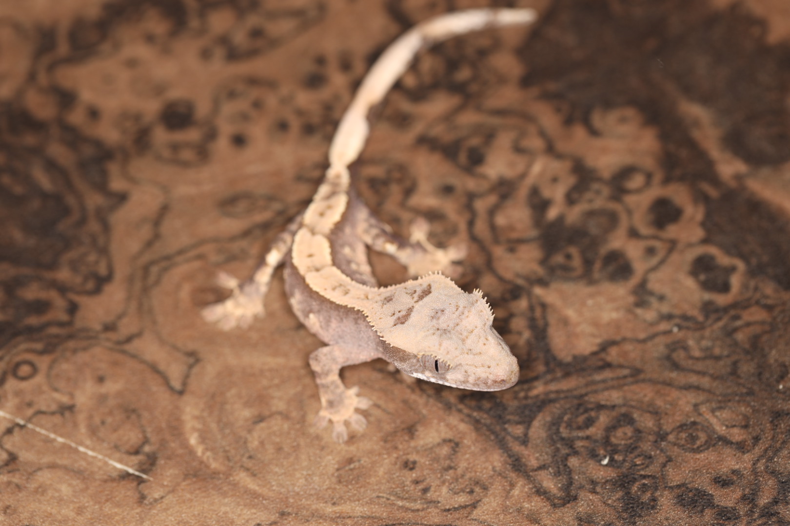 クレステッドゲッコー 100％hetアザンティック