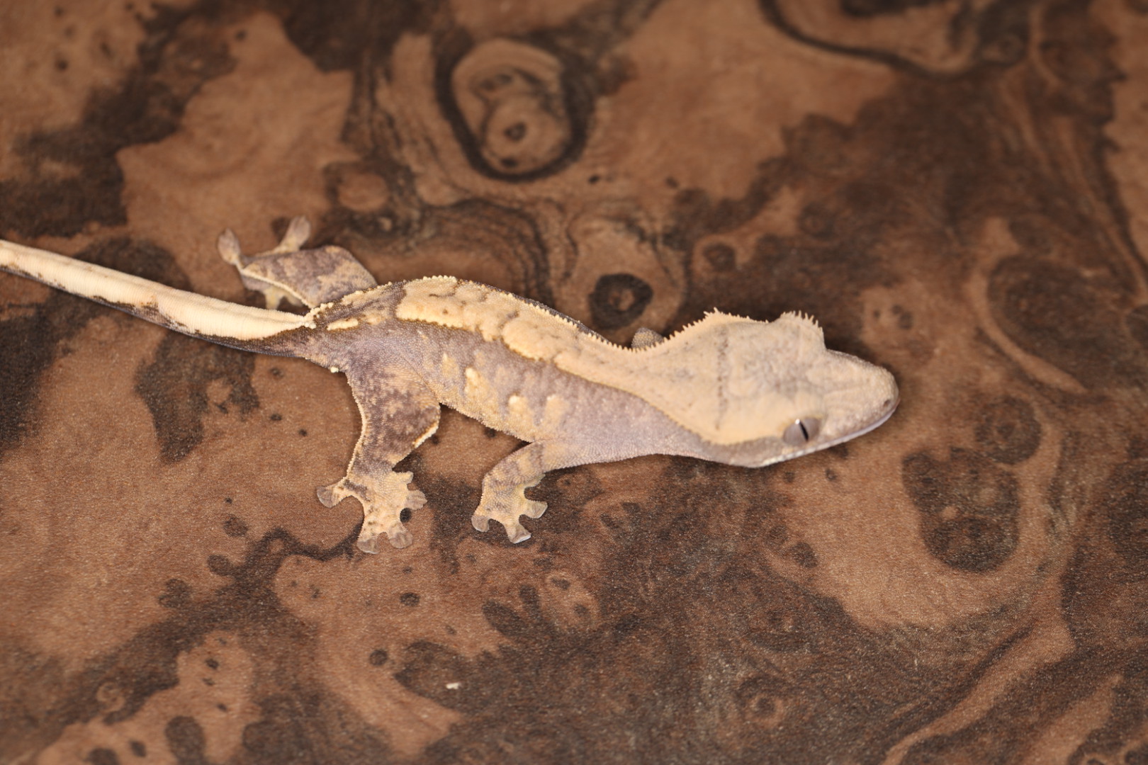 クレステッドゲッコー ムーンゲッコーセレクト [SALE]