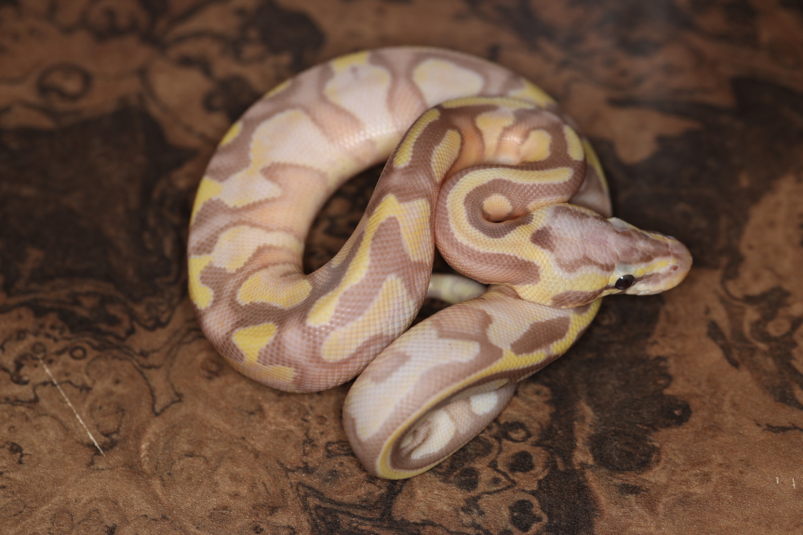 ボールパイソン コーラルグローパステルエンチ