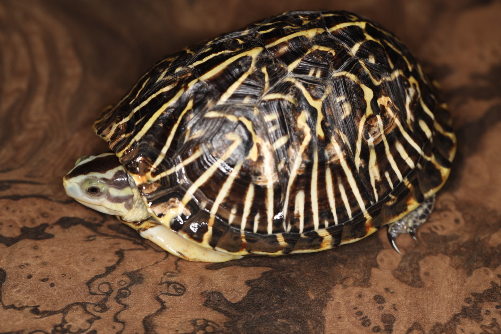 フロリダハコガメ [特価]