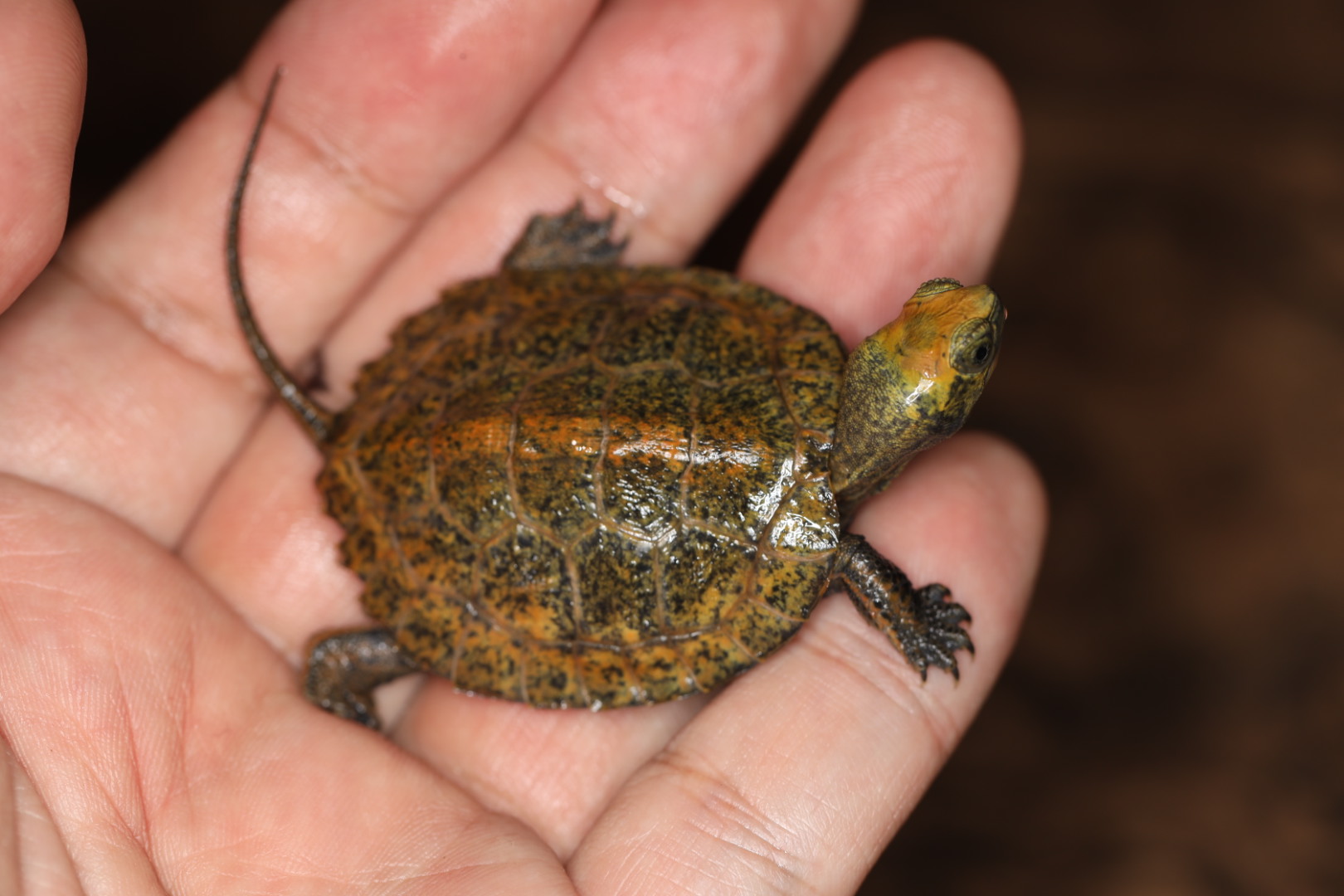 ニホンイシガメ