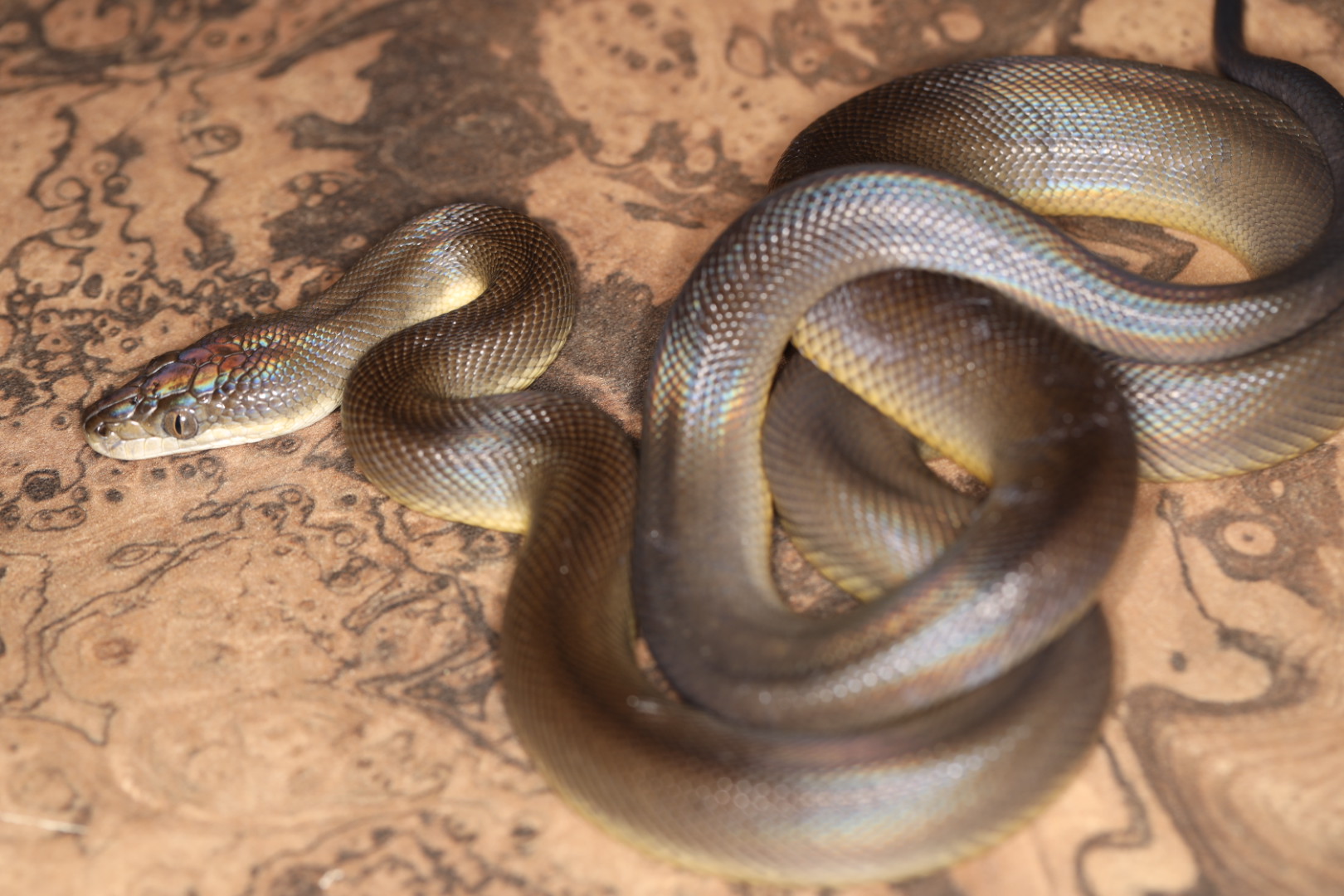 ブラウンウォーターパイソン [特価]