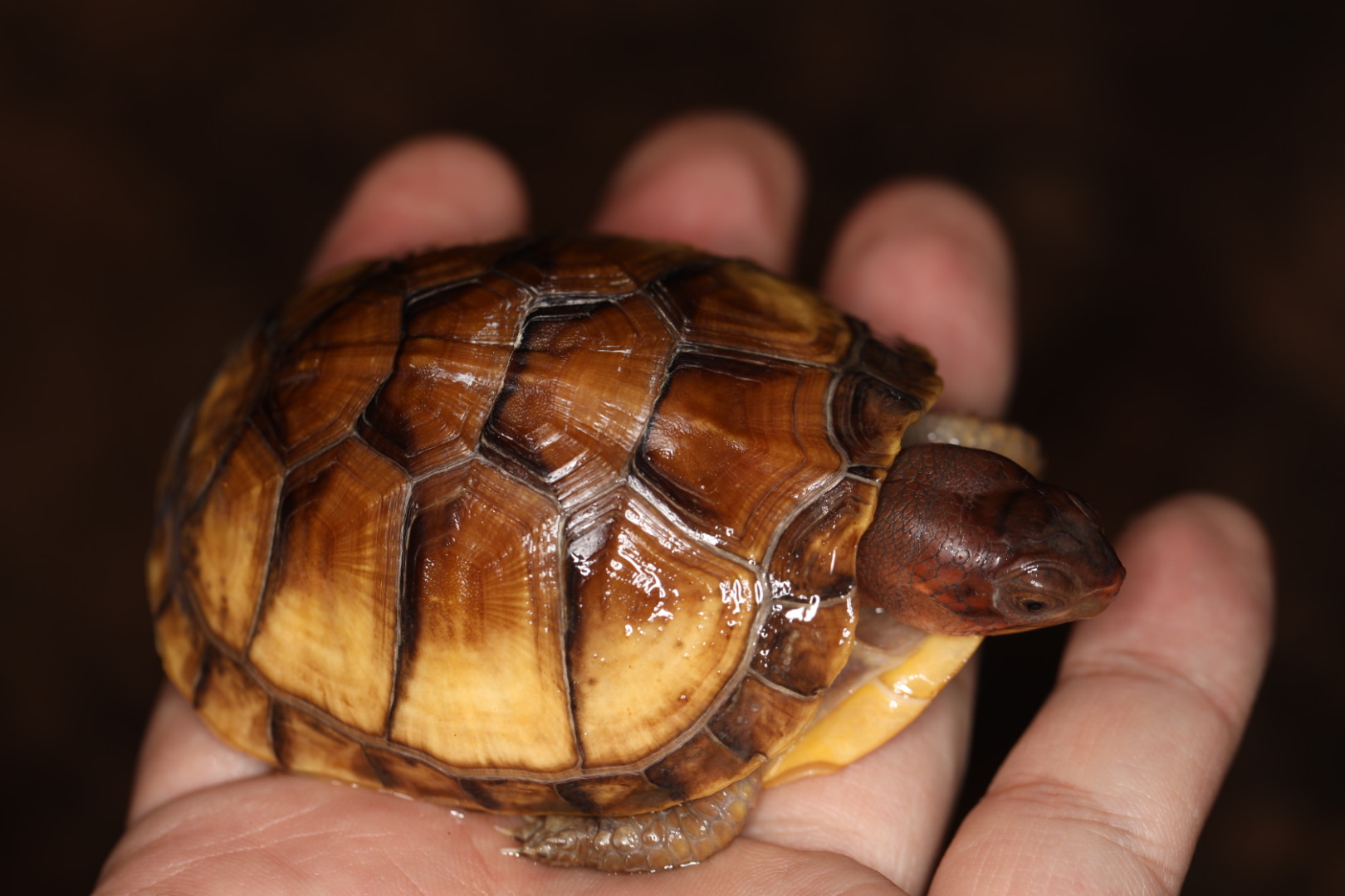 ミツユビハコガメ