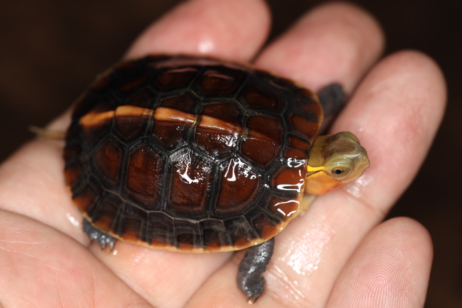 チュウゴクセマルハコガメ