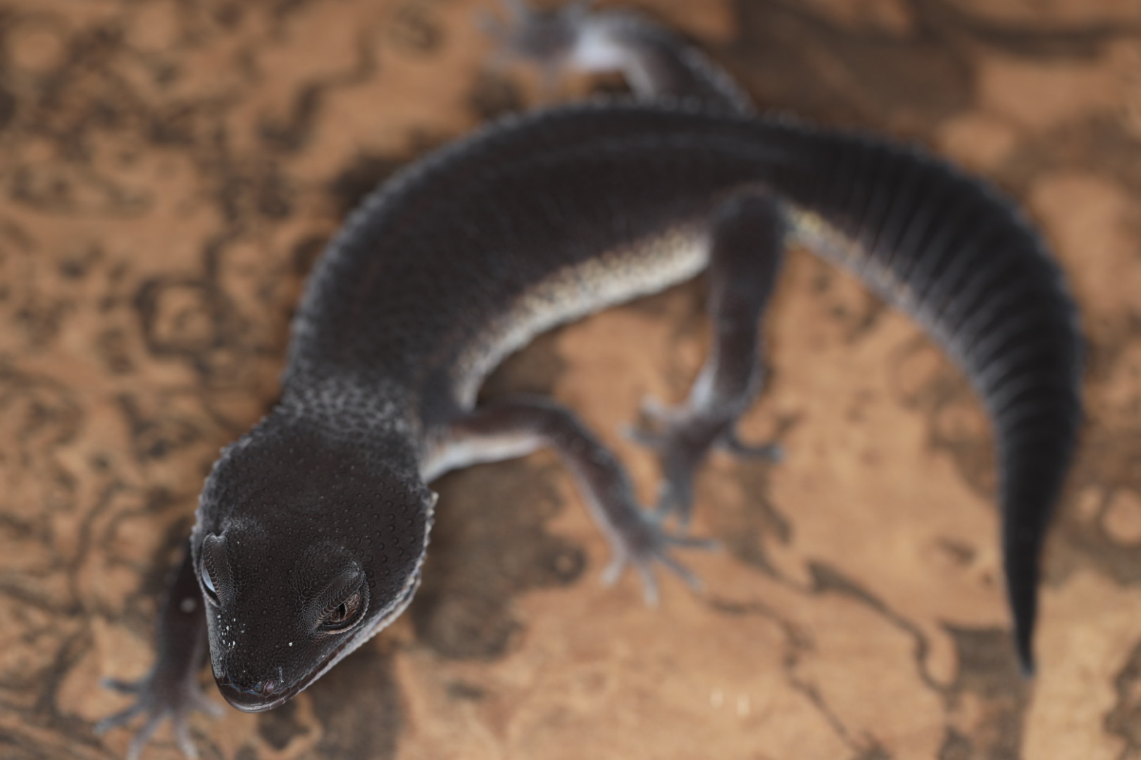 ヒョウモントカゲモドキ ブラックナイト Sグレード