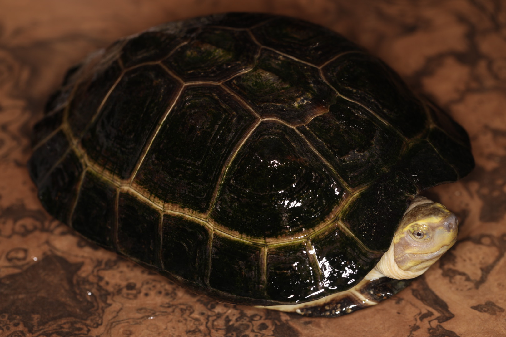 アルビノヒジリガメ