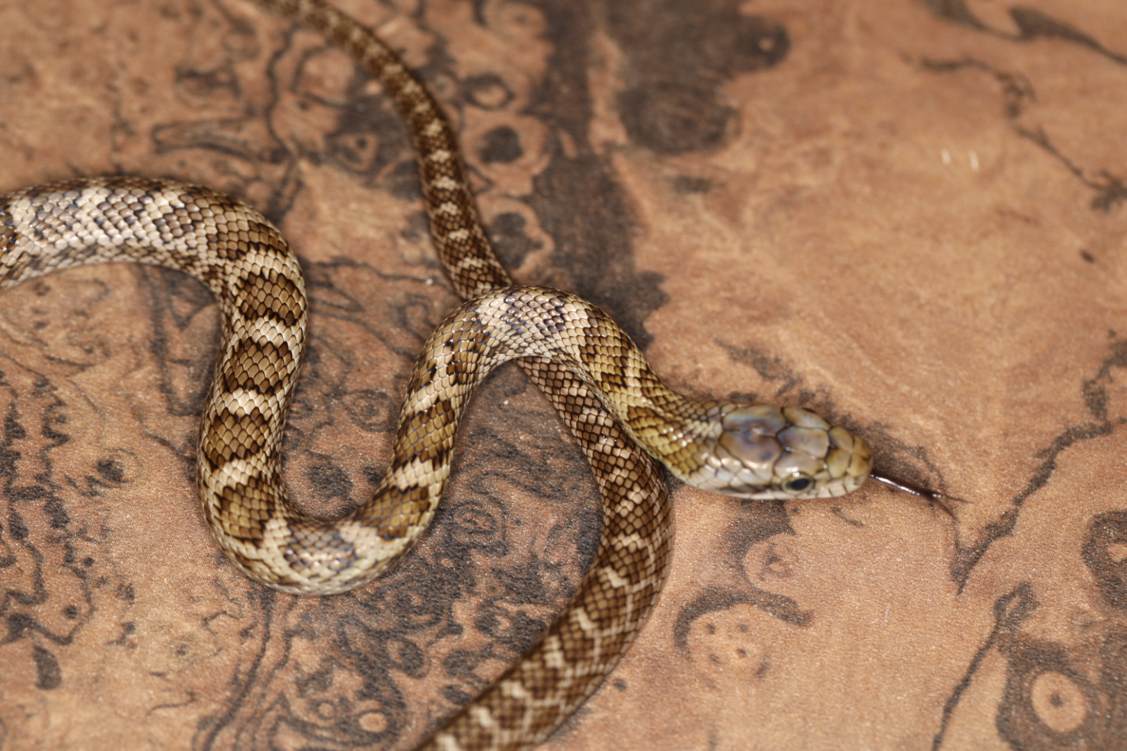 アオダイショウ【北海道産】