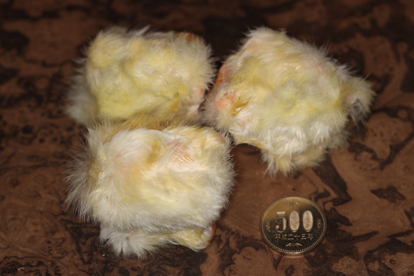 冷凍ヒヨコ 50匹セット