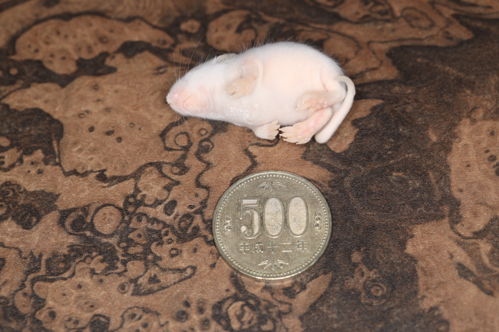 冷凍ファジーマウス 10匹入り