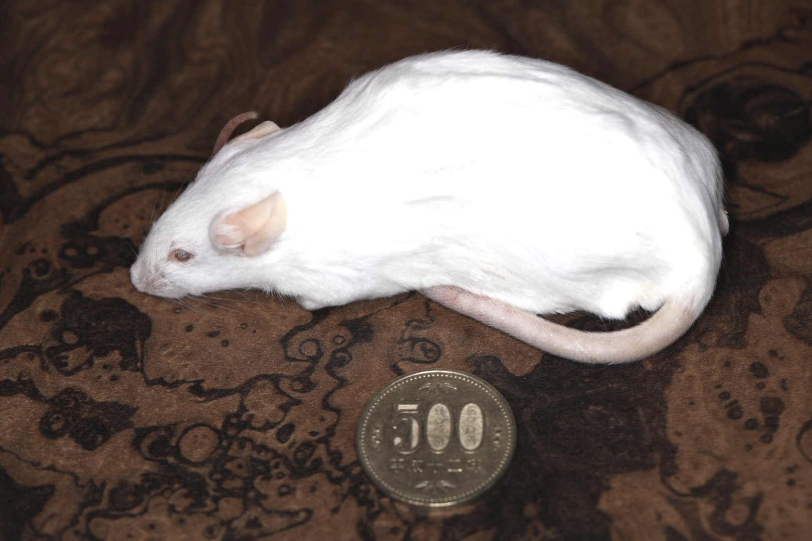 冷凍アダルトマウス LLサイズ 10匹入り