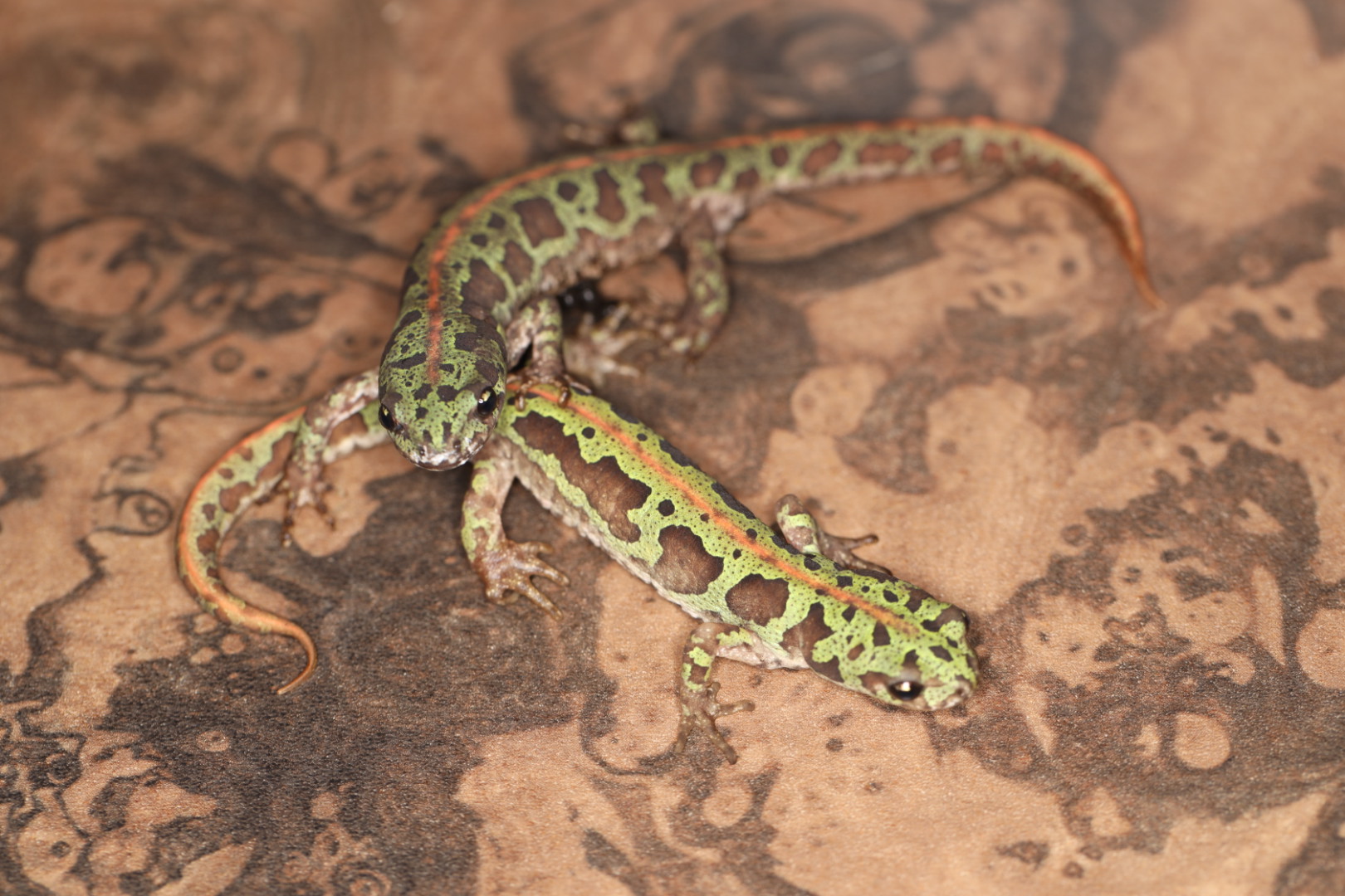 カージスマダライモリ