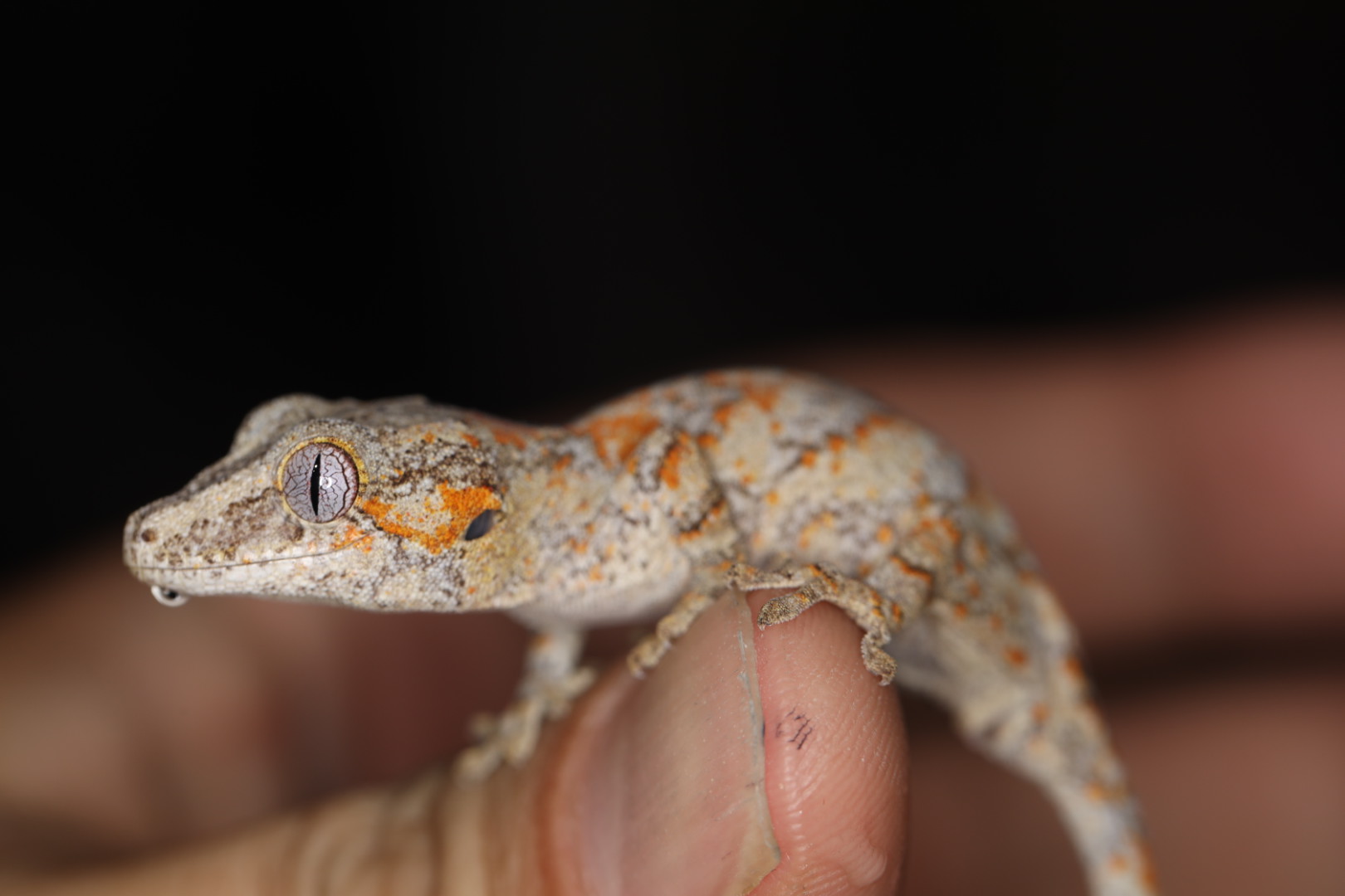 ガーゴイルゲッコー レッドブロッチ