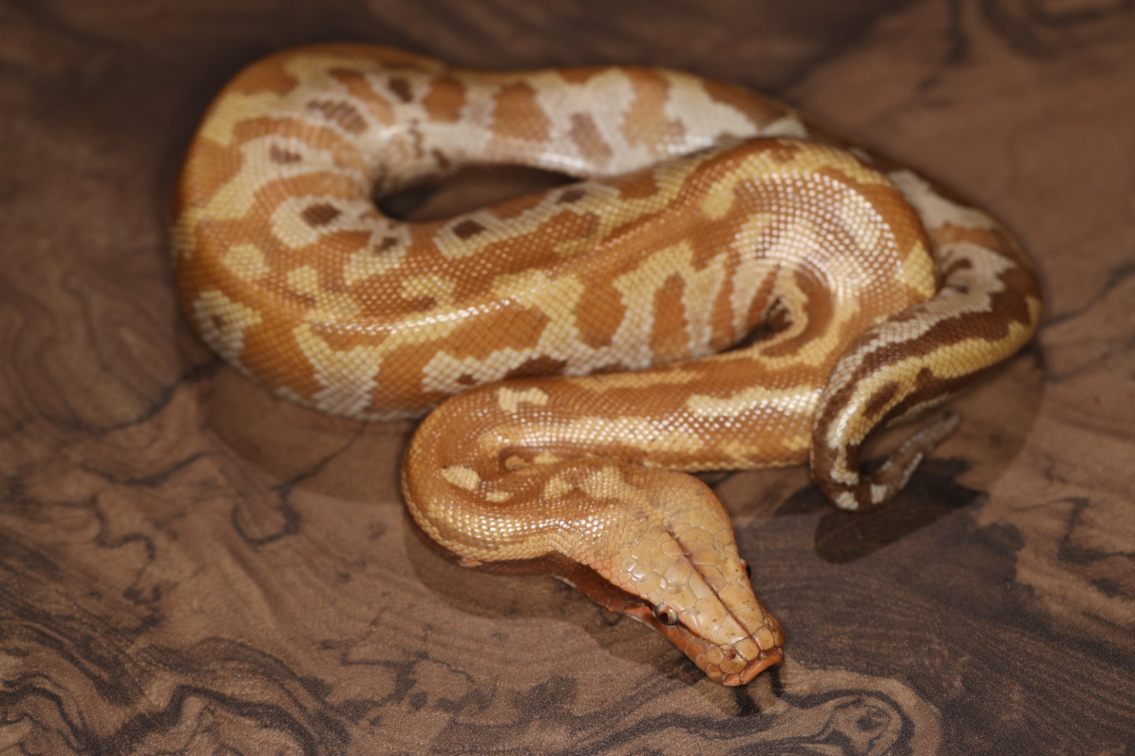 マラヤンブラッドパイソン Tプラスアルビノ