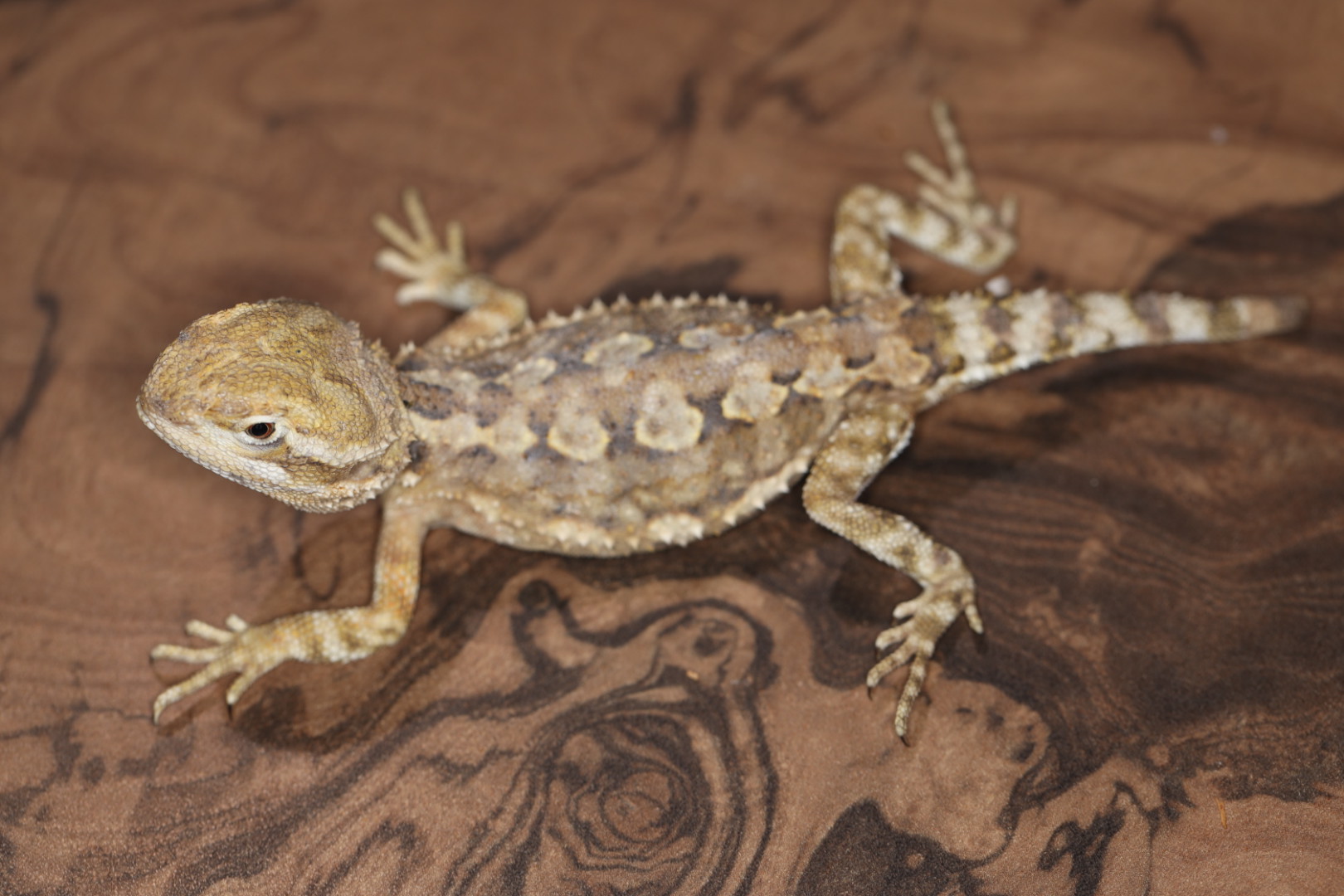 ローソンアゴヒゲトカゲ