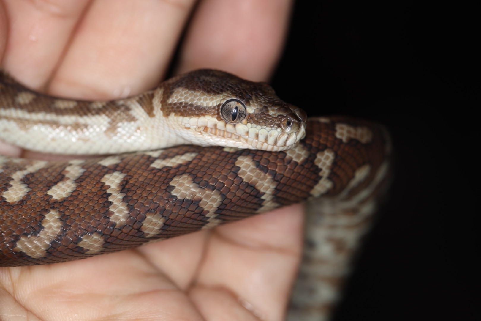 セントラルパイソン