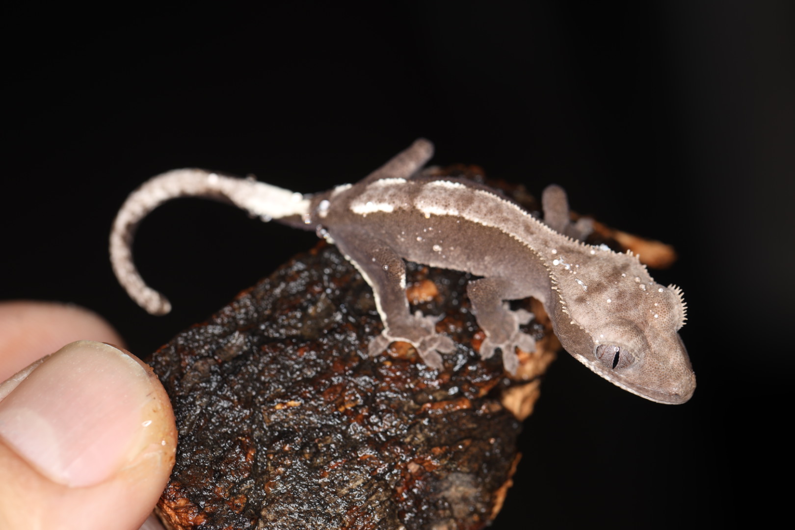 クレステッドゲッコー アザンティック