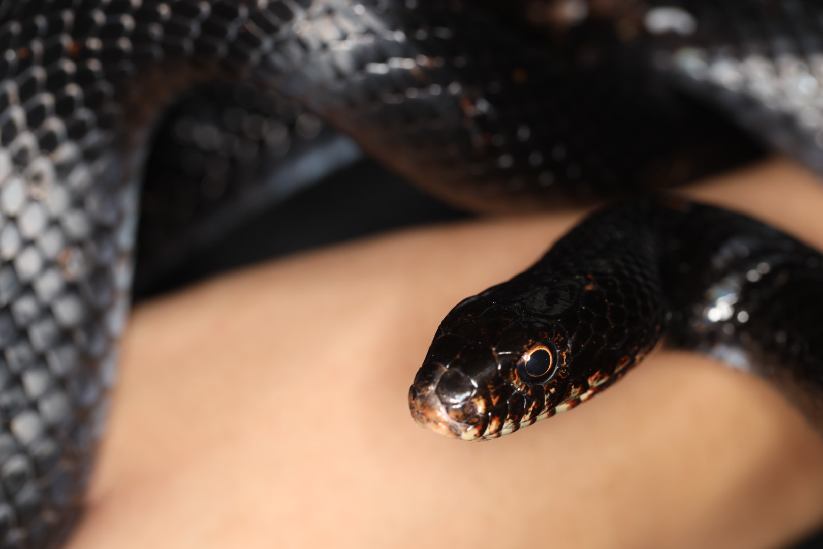 ミナミオオレーサー