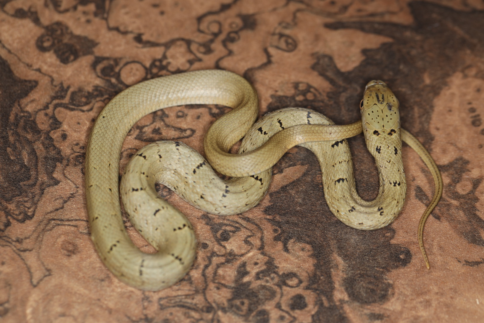 ユンナンシュウダ [特価]