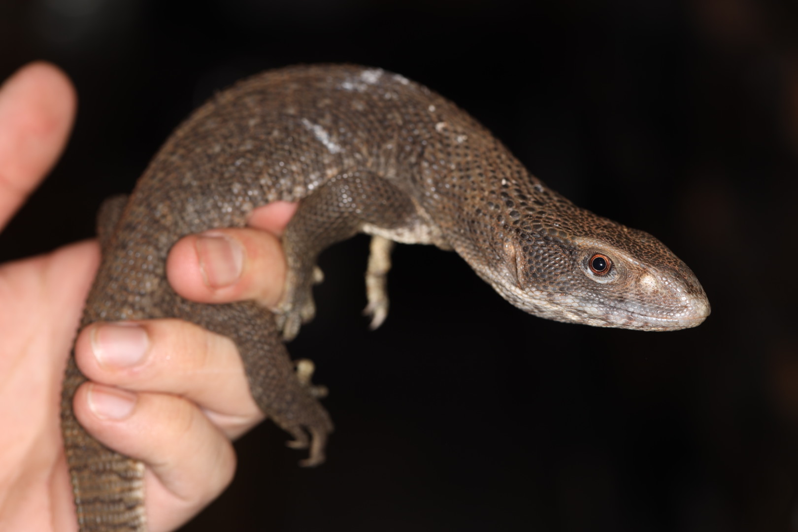 サバンナモニター