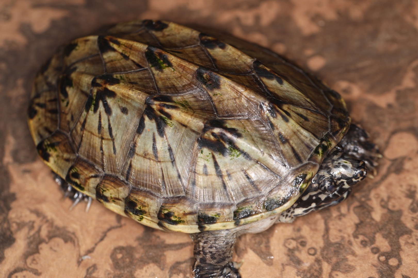 ジャイアントマスクタートル