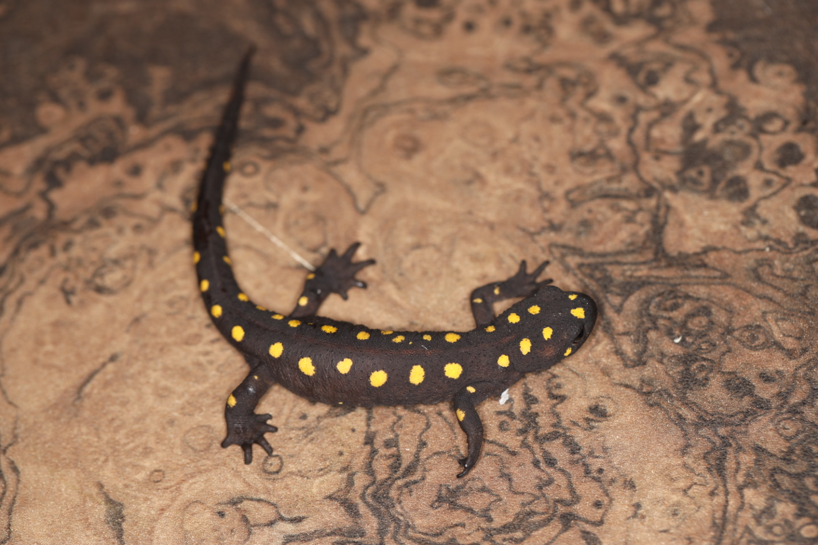 コモンツエイモリ