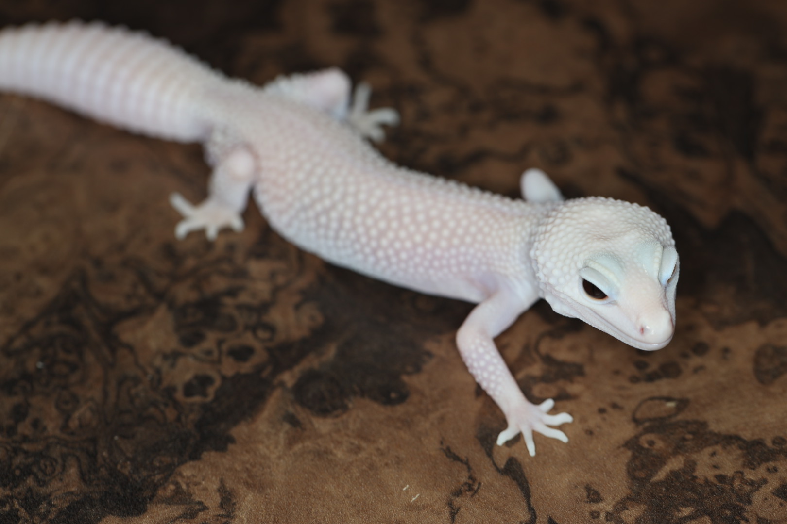 ヒョウモントカゲモドキ スーパーイエティ