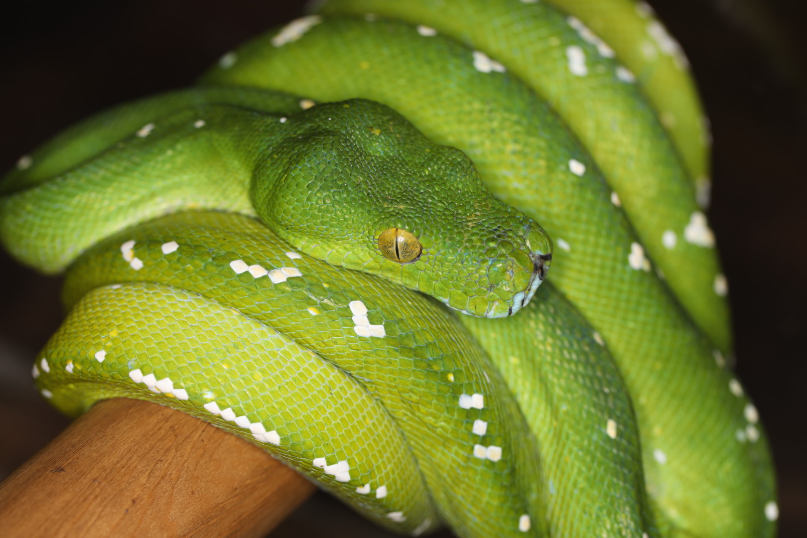 グリーンパイソン アルー