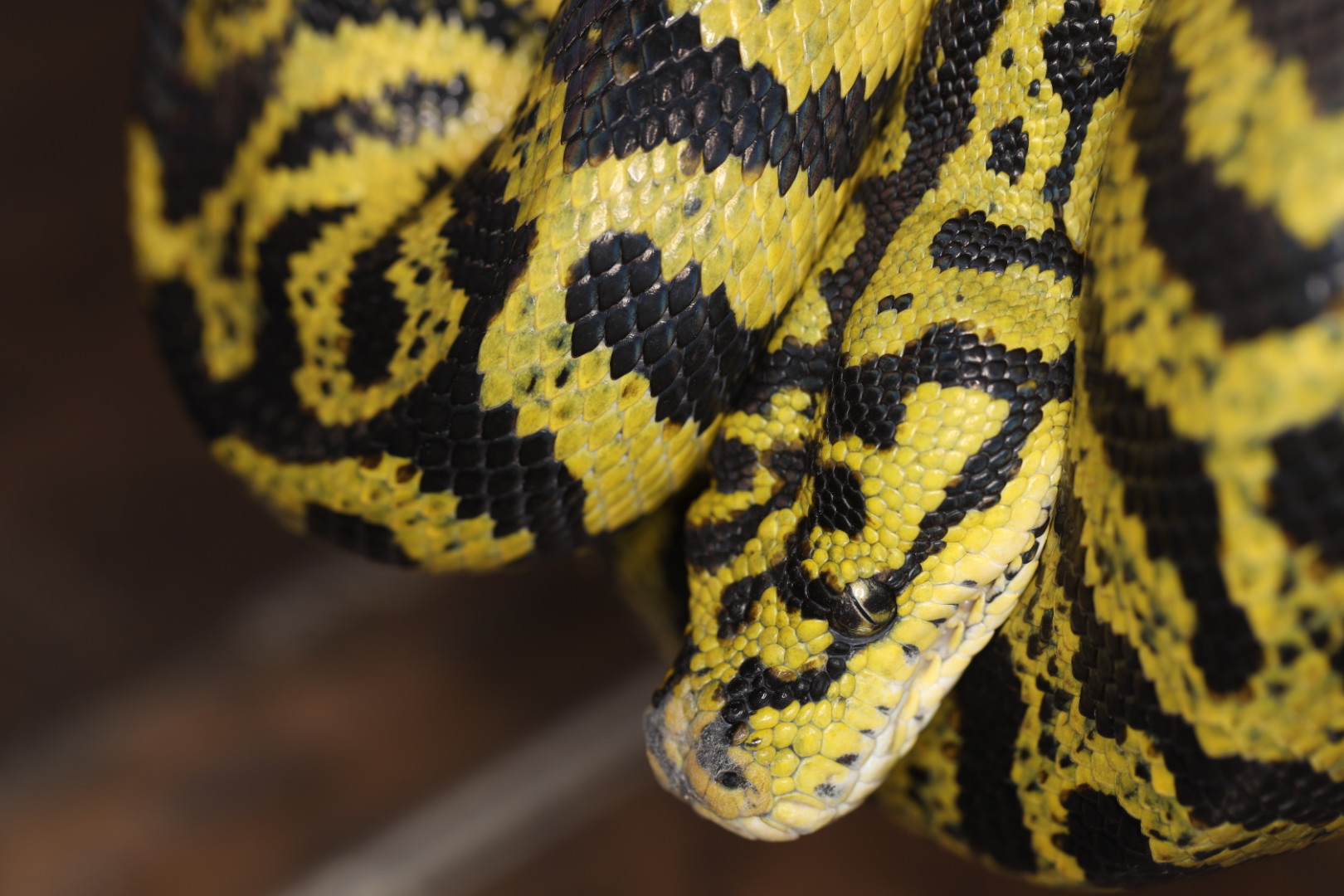 カーポンドロパイソン