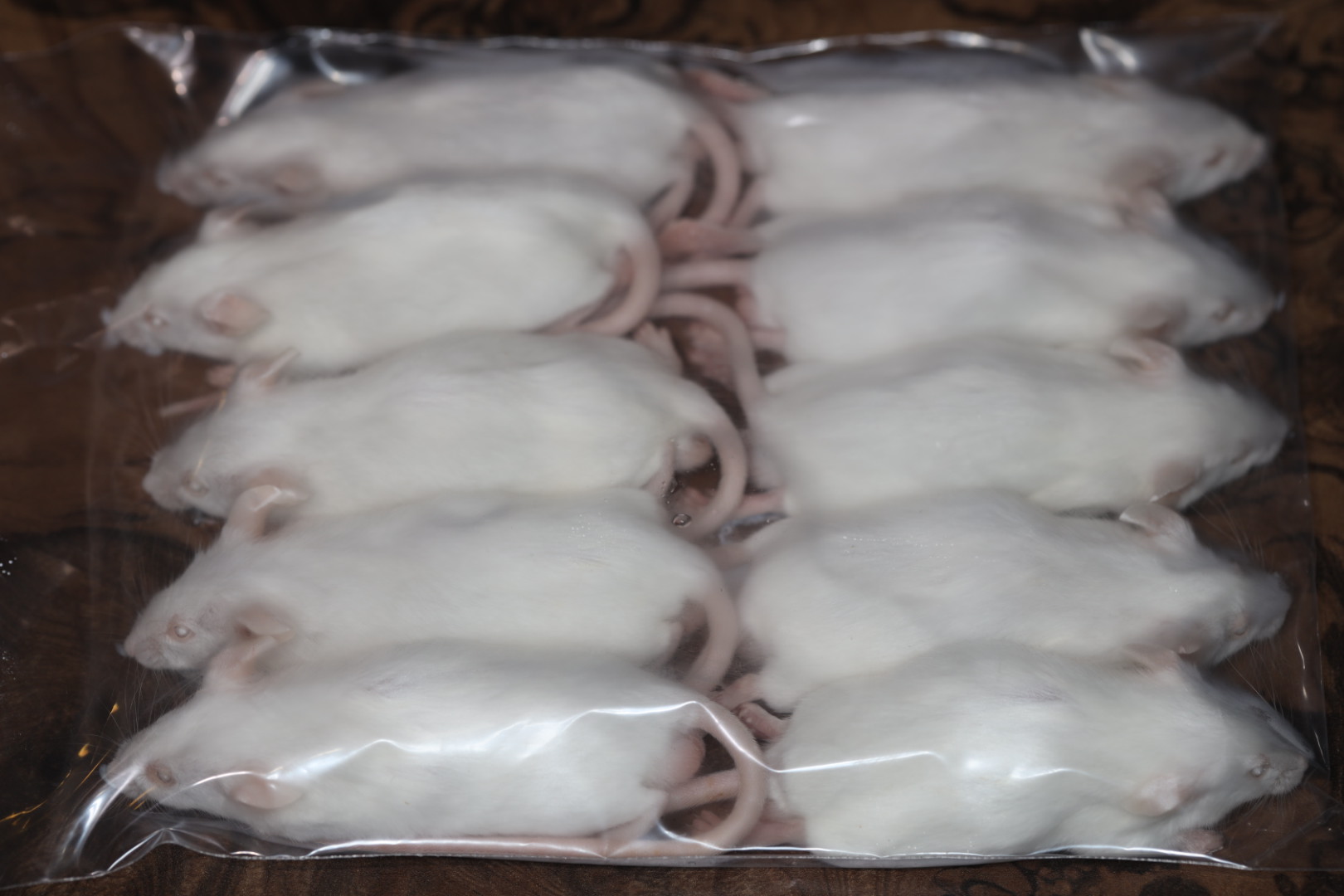 冷凍アダルトマウス Lサイズ 10匹入り