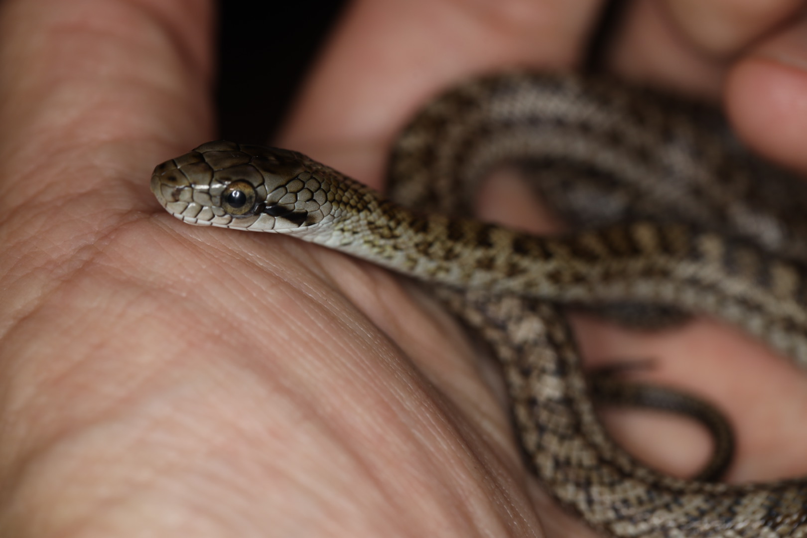 アオダイショウ ブルー血統【北海道産】