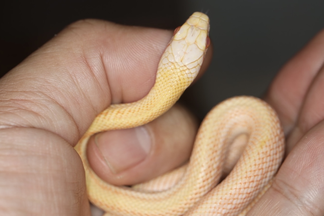 アオダイショウ アルビノパタンレス