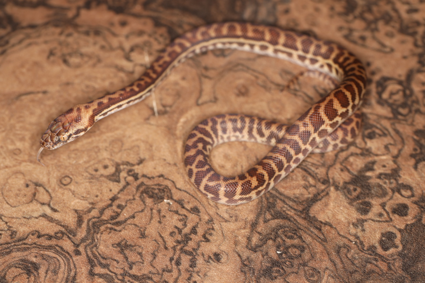 スティムソンパイソン オリエンタリス